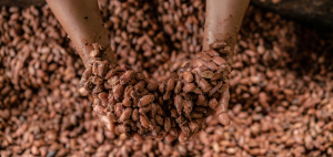 Marisela stirs fermenting cacao seeds harvested from the family farm in order to extract the chocolate, municipality of Calamar, Guaviare Department, Colombia. Marisela is a farmer, mother and Secretary of the local ‘environmental promoters’ group in the municipality of Calamar, Guaviare Department, Colombia. The 'buffer zone’ around Chiribiquete National Park, Colombia is being deforested at an alarming rate, due to land grabbing and cattle ranching, especially in areas newly ‘opened up’ as a result of the peace process. In the municipality of Calamar, Guaviare Department, WWF-Colombia is working with a group of local community leaders (known as ‘environmental promoters’) with the aim of stopping this deforestation, protecting and restoring remaining forest, and helping provide alternative sustainable livelihoods to local people.