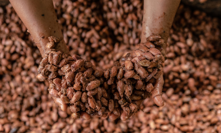 The Origins of Chocolate and the Case for Sustainability