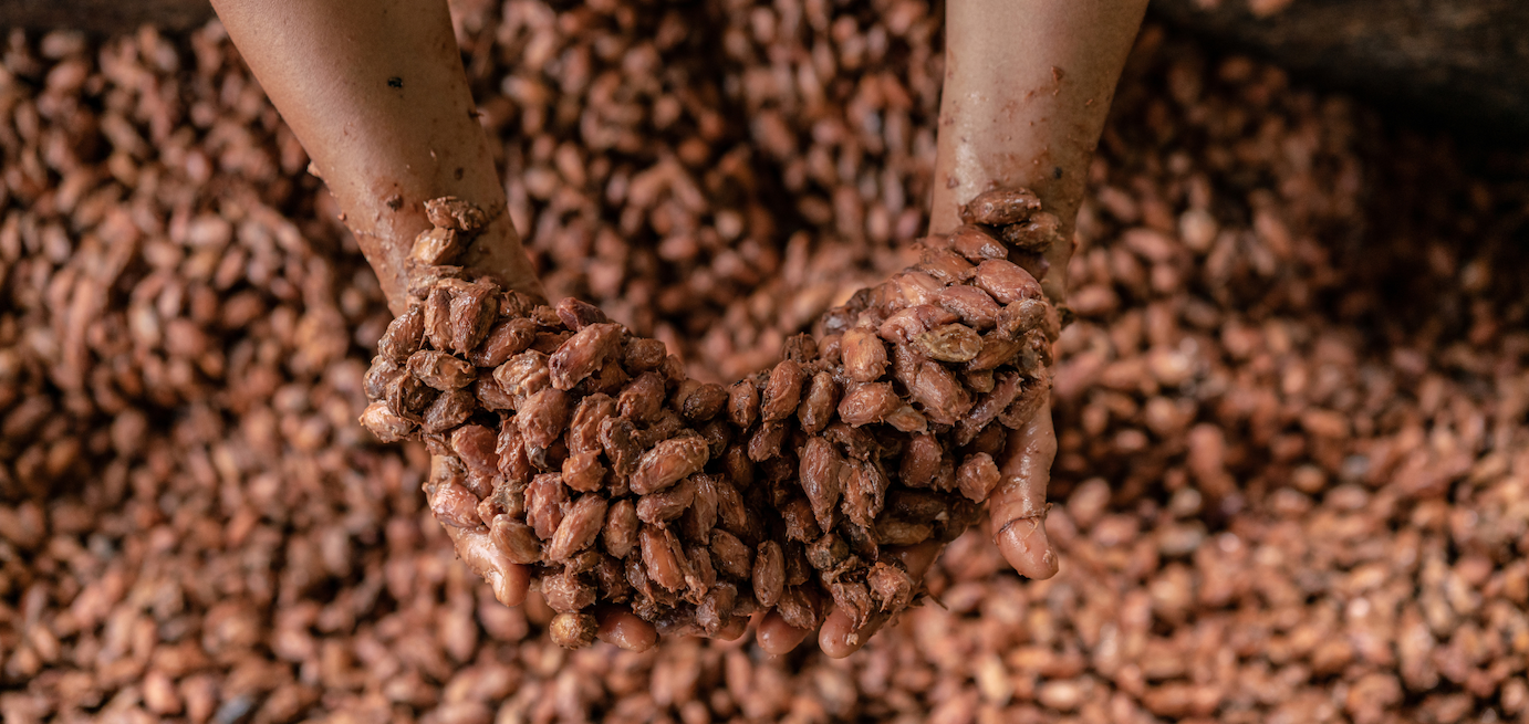 Marisela stirs fermenting cacao seeds harvested from the family farm in order to extract the chocolate, municipality of Calamar, Guaviare Department, Colombia. Marisela is a farmer, mother and Secretary of the local ‘environmental promoters’ group in the municipality of Calamar, Guaviare Department, Colombia. The 'buffer zone’ around Chiribiquete National Park, Colombia is being deforested at an alarming rate, due to land grabbing and cattle ranching, especially in areas newly ‘opened up’ as a result of the peace process. In the municipality of Calamar, Guaviare Department, WWF-Colombia is working with a group of local community leaders (known as ‘environmental promoters’) with the aim of stopping this deforestation, protecting and restoring remaining forest, and helping provide alternative sustainable livelihoods to local people.