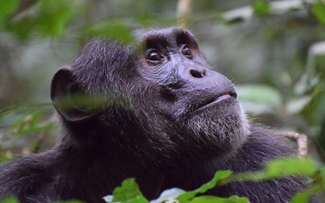 Fascinating Facts About Chimpanzees on World Chimpanzee Day