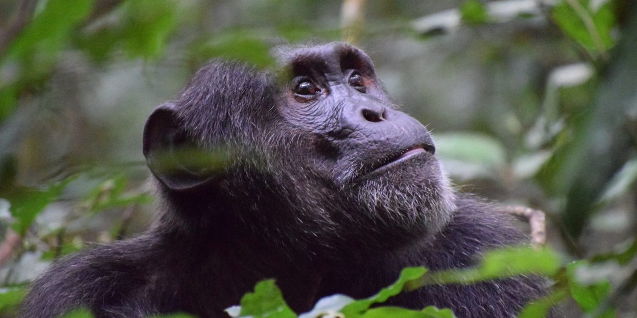 Fascinating Facts About Chimpanzees on World Chimpanzee Day