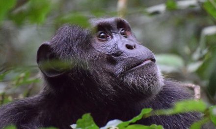 Fascinating Facts About Chimpanzees on World Chimpanzee Day