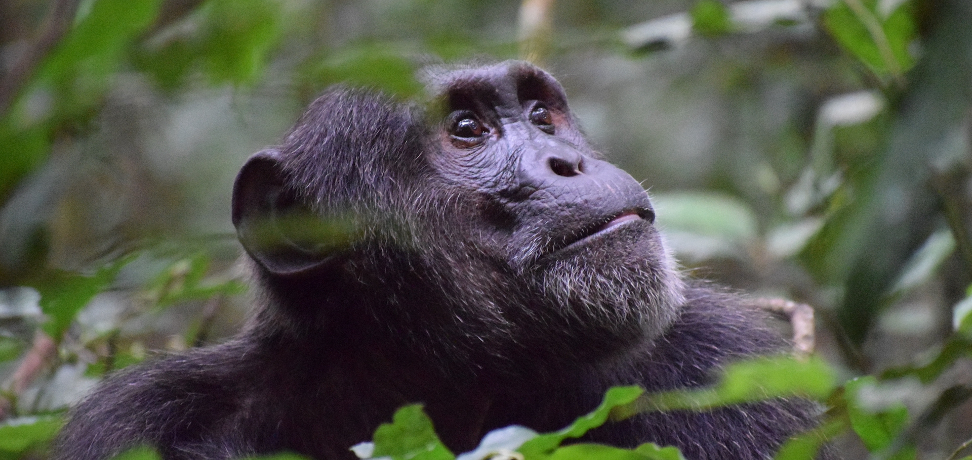 A chimpanzee in Uganda.