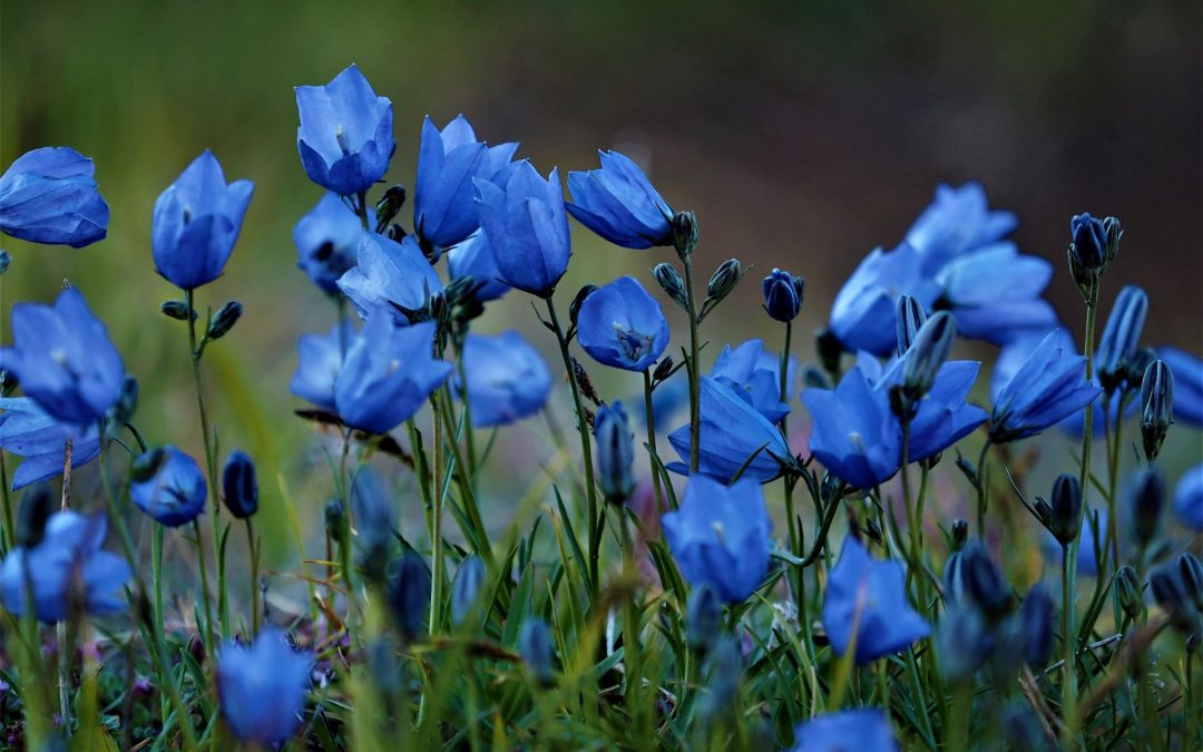 What Climate Change Will Mean for Greenland’s Arctic Wildflowers