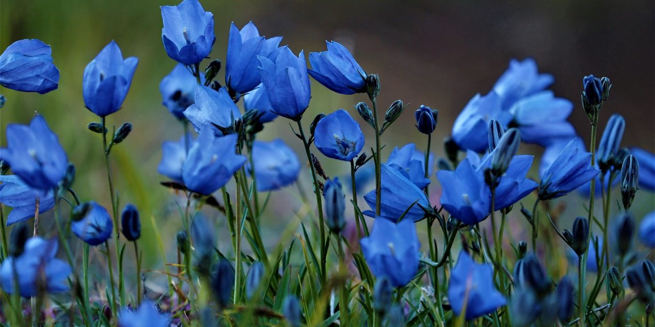 What Climate Change Will Mean for Greenland’s Arctic Wildflowers