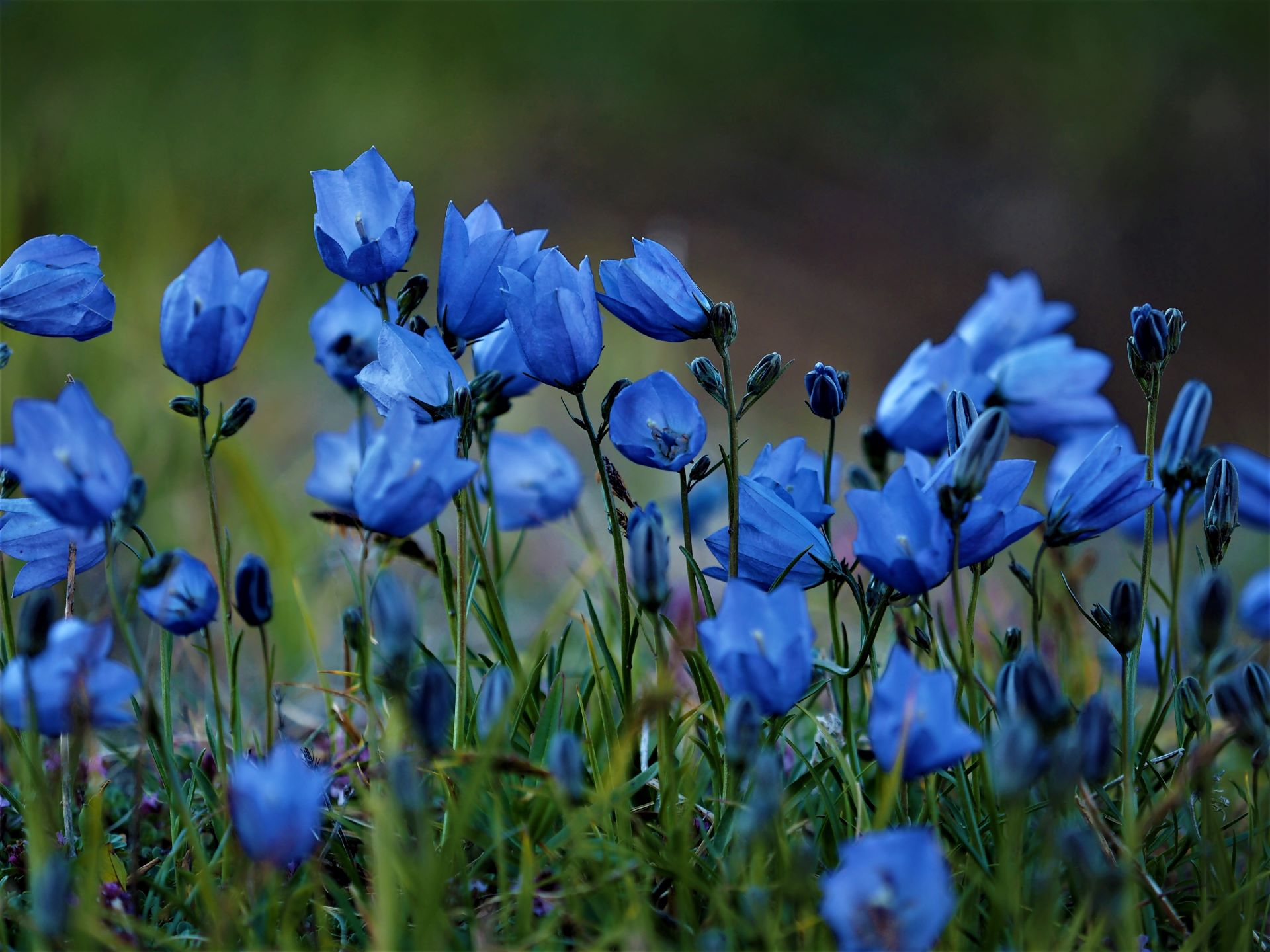 Hare Bells a Greenland wild flower.