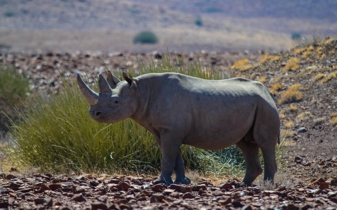 Nat Hab in Namibia: Rhino Tracking & Conservation