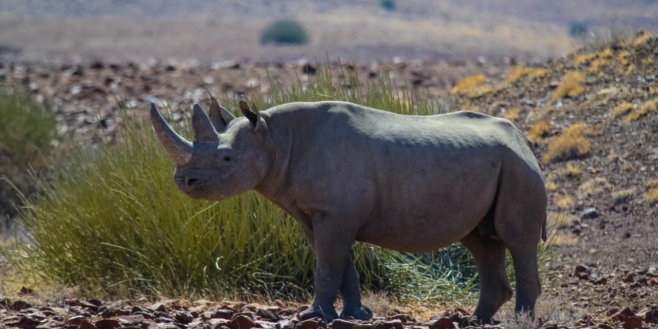 Nat Hab in Namibia: Rhino Tracking & Conservation