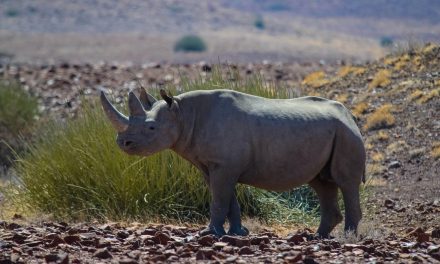 Nat Hab in Namibia: Rhino Tracking & Conservation