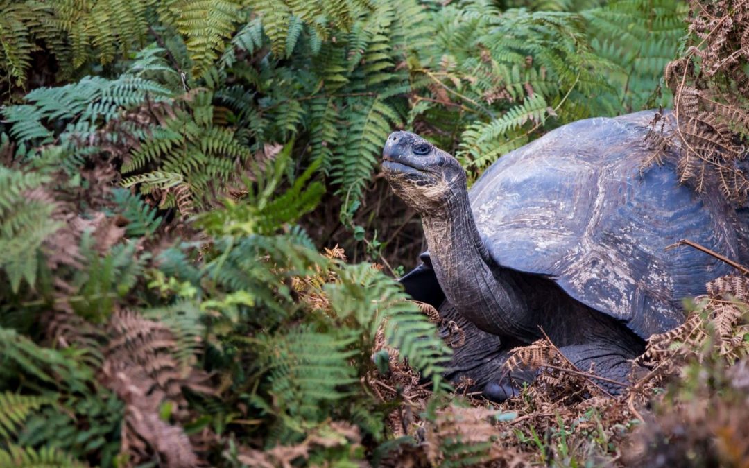 The Rewilding Movement: Lost Species Rediscovered