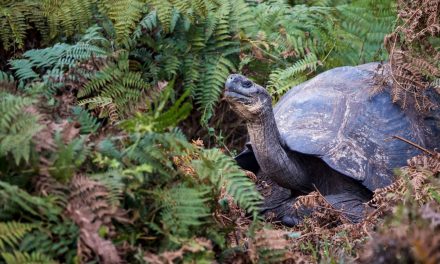 The Rewilding Movement: Lost Species Rediscovered