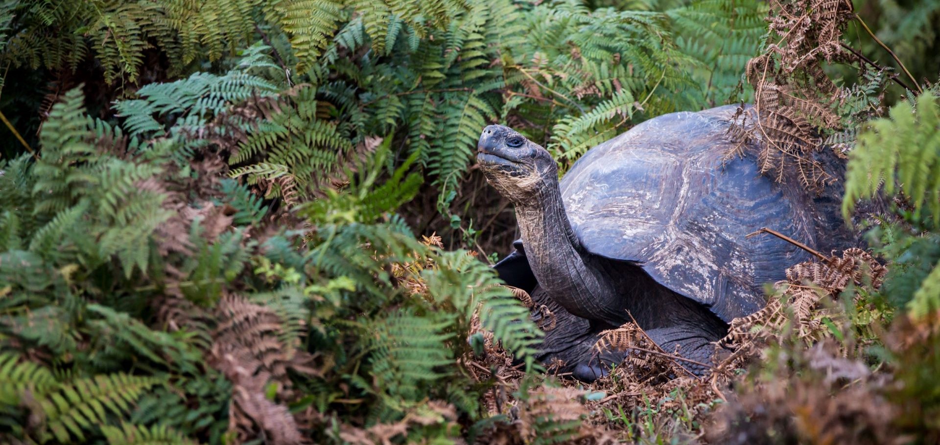 Galapagos Tortoise by Jeff A. Goldberg