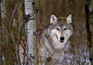 Wolf in Yellowstone National Park making face contact with the photographer.