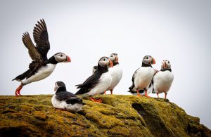 Iceland Puffins