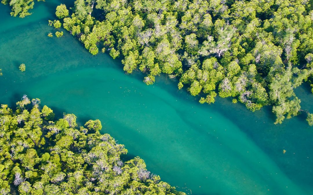 The Magic of Mangroves and Where to Spot Them