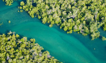 The Magic of Mangroves and Where to Spot Them