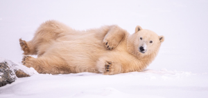 Polar Bear playing in the snow by Eddy Savage