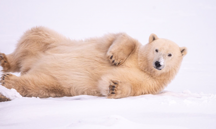 Getting to Know the Polar Bear: 8 Surprising Facts About the King of the Arctic
