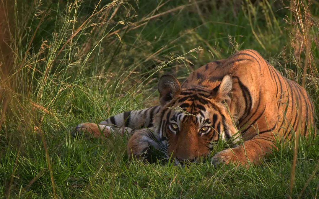 Nat Hab Shines the Spotlight on Tiger Conservation in Recognition of Global Tiger Day