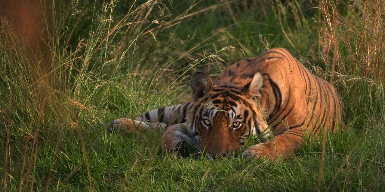 Nat Hab Shines the Spotlight on Tiger Conservation in Recognition of Global Tiger Day