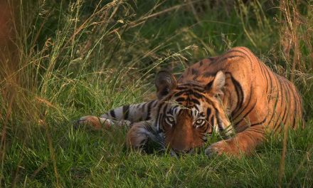 Nat Hab Shines the Spotlight on Tiger Conservation in Recognition of Global Tiger Day