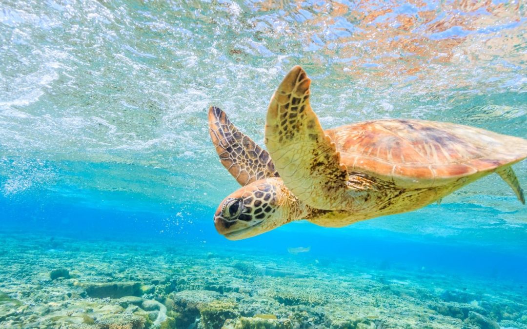 What’s the Difference Between a Turtle and a Tortoise?