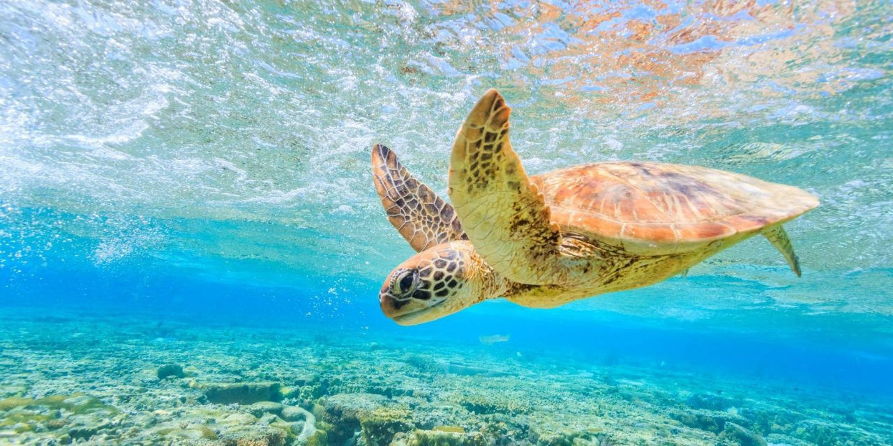 What’s the Difference Between a Turtle and a Tortoise?