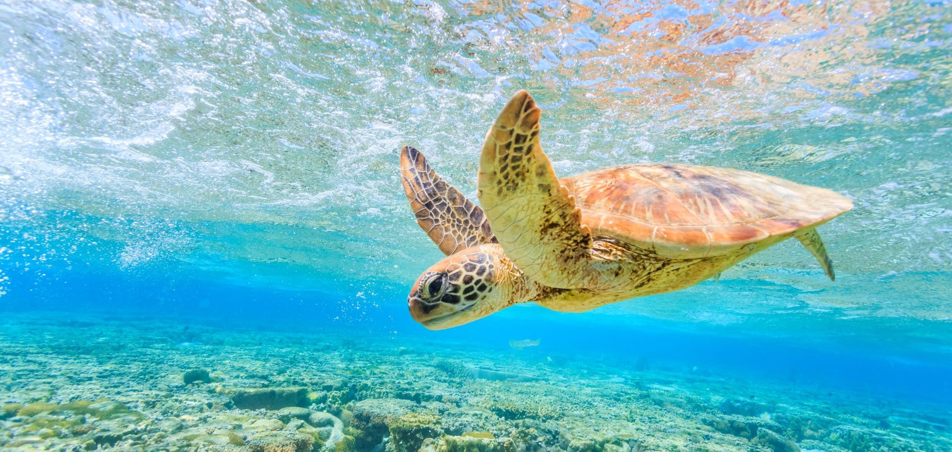 Sea Turtle Swimming