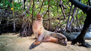 Galápagos sea lion (Zalophus wollebaeki) sitting in the mangroves on Baronesa Bay, Floreana Island, Galapagos, Ecuador