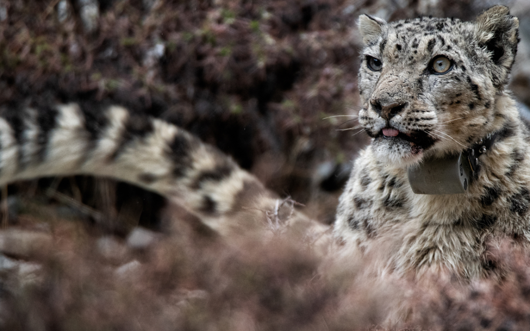 What Does a Snow Leopard Researcher Do?