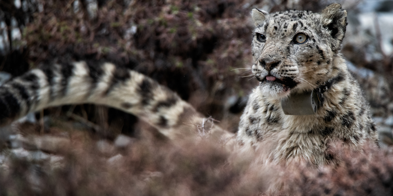 What Does a Snow Leopard Researcher Do?