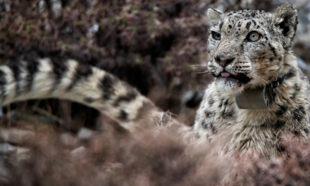 What Does a Snow Leopard Researcher Do?