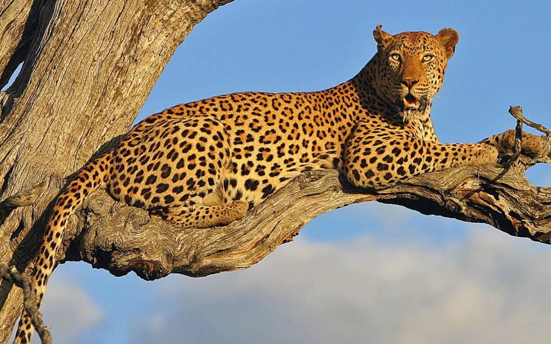 Conservation and the Big Five on a South Africa Safari