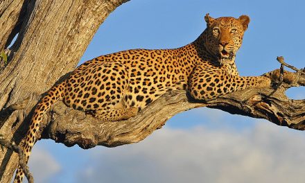 Conservation and the Big Five on a South Africa Safari