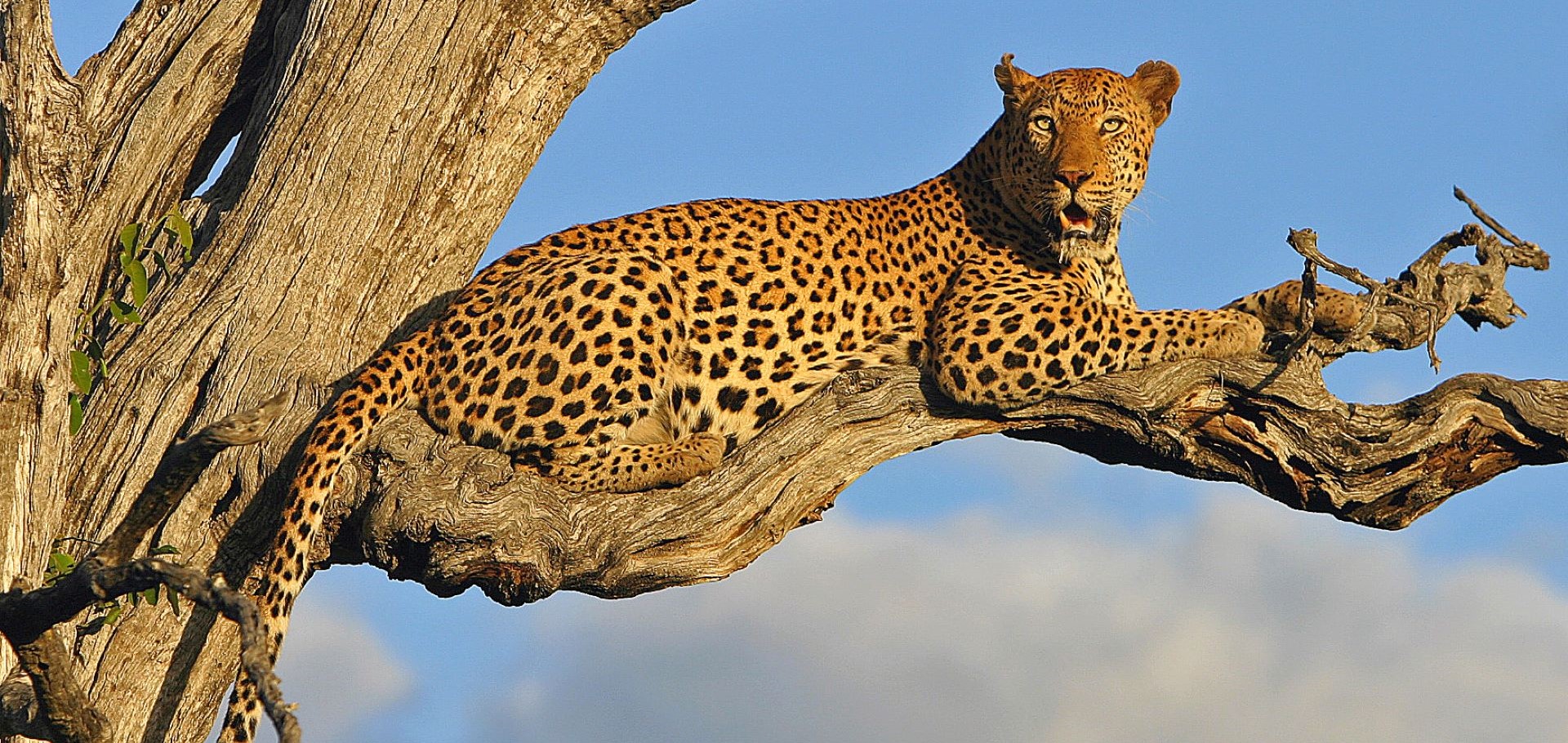 South Africa Leopard by Gavin Lautenbach