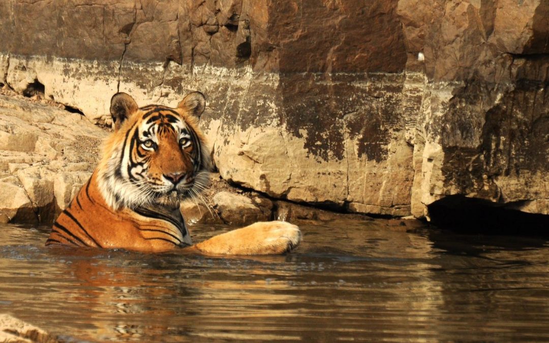 How to Responsibly See Tigers in the Wild