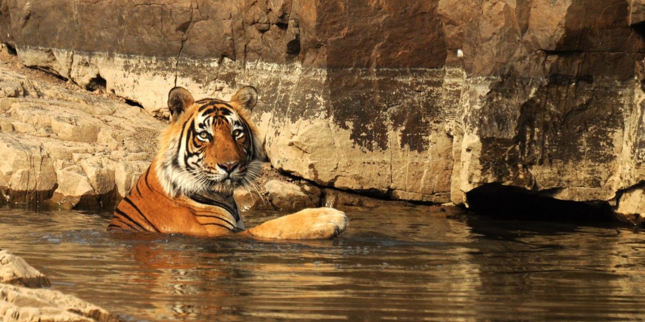 How to Responsibly See Tigers in the Wild