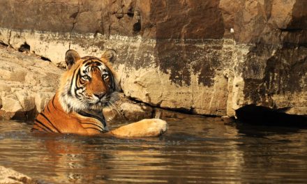 How to Responsibly See Tigers in the Wild