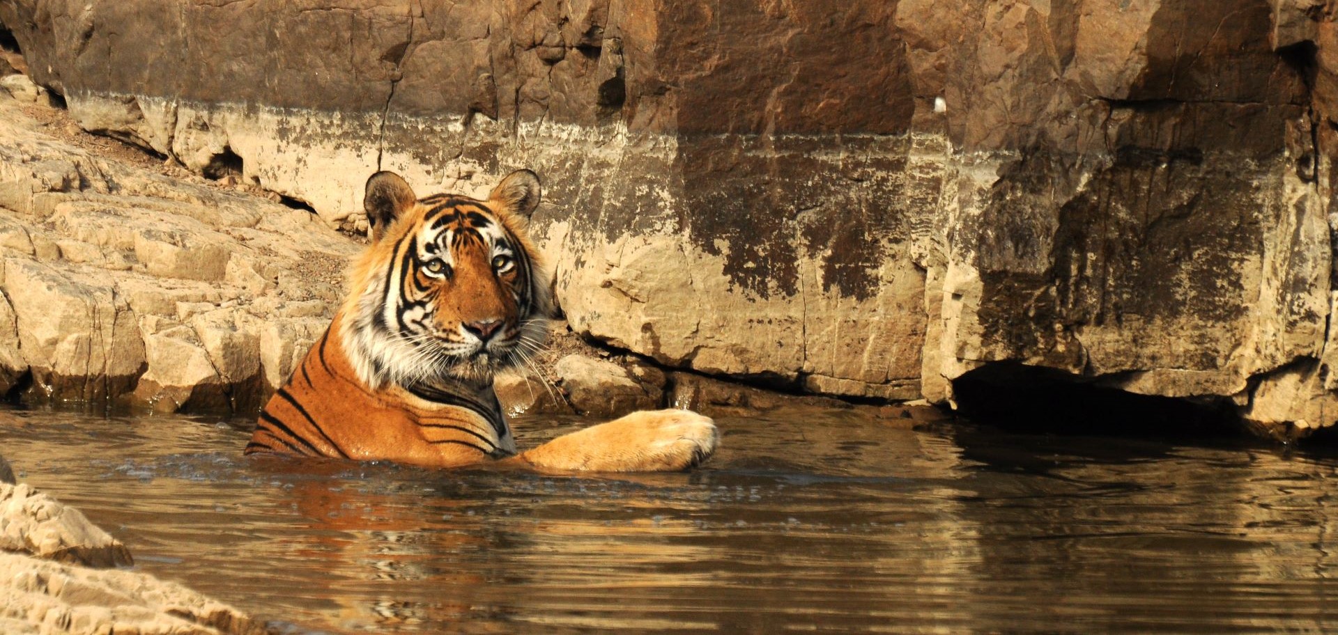 Bengal tiger swimming