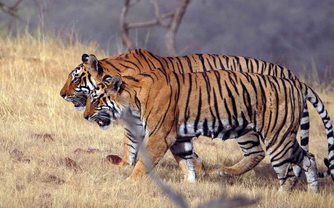 Trailing Tigers in an Indian Wildlife Sanctuary