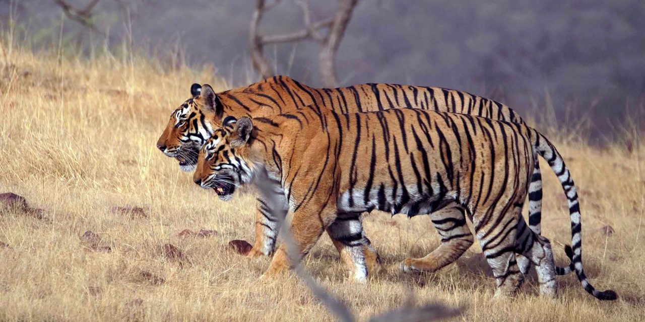 Trailing Tigers in an Indian Wildlife Sanctuary