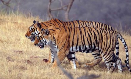 Trailing Tigers in an Indian Wildlife Sanctuary