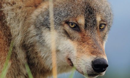 Who’s Smarter: Your Domesticated Dog or a Wild Gray Wolf?