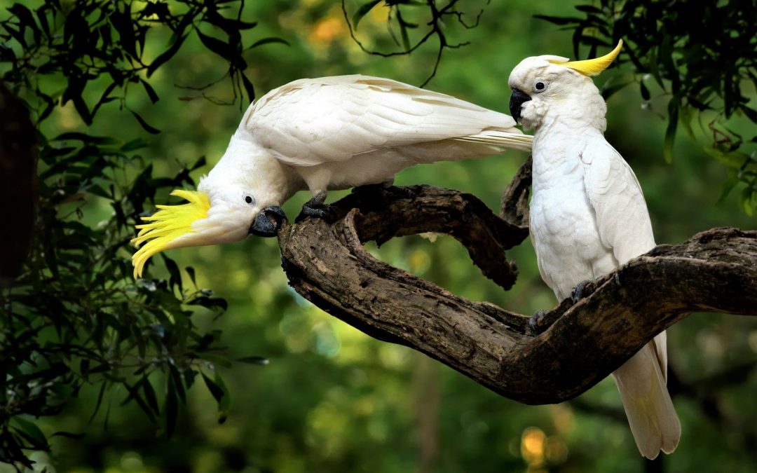 Animals Are Changing Shape to Keep Cool as the Planet Warms