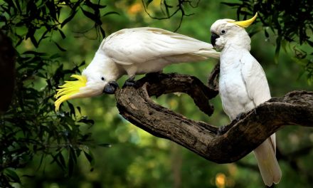 Animals Are Changing Shape to Keep Cool as the Planet Warms
