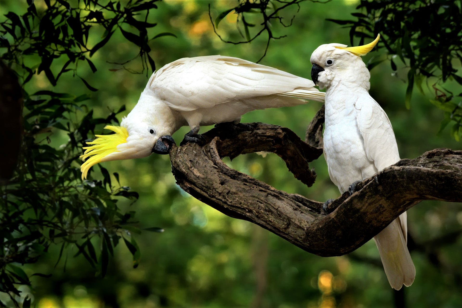 Parrots are one of the species that are shapeshifting to adopt to the new climate