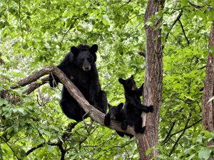 Momma Bear with Two Cubs in a Tree