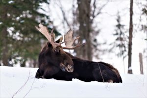 Moose during the winter sitting in the snow.