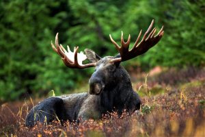 A moose sitting in a field with wild flowers and grasses.