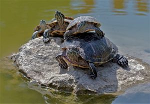 Turtle family is calming on the stone in small pond.